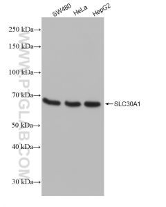 SLC30A1 Recombinant monoclonal antibody proteintech 82895-2-RR