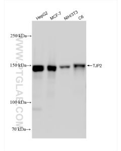 ZO-2 Recombinant monoclonal antibody proteintech 83111-1-RR