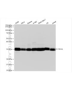 BCL2L1 Recombinant monoclonal antibody proteintech 83330-1-RR