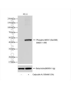 Phospho-MEK1 (Ser298) Recombinant monoclonal antibody proteintech 84691-1-RR