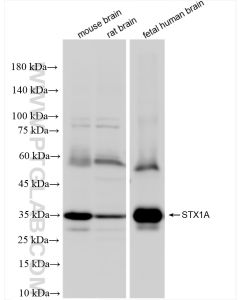 STX1A Recombinant monoclonal antibody proteintech 83159-6-RR