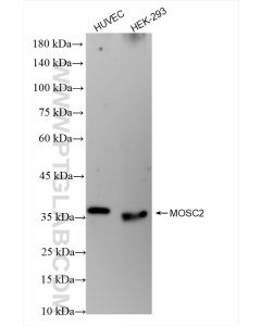 MOSC2 Recombinant monoclonal antibody proteintech 83705-2-RR