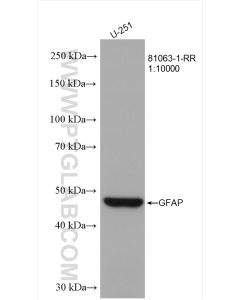GFAP Recombinant monoclonal antibody proteintech 81063-1-RR