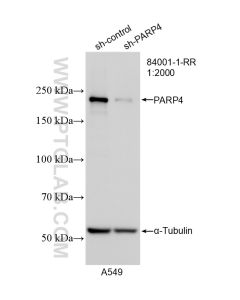PARP4 Recombinant monoclonal antibody proteintech 84001-1-RR