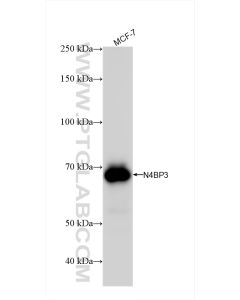 N4BP3 Recombinant monoclonal antibody proteintech 83178-2-RR