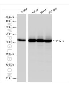 PRMT3 Recombinant monoclonal antibody proteintech 83969-6-RR