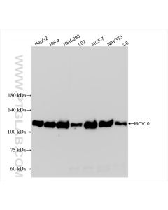 MOV10 Recombinant monoclonal antibody proteintech 85818-5-RR