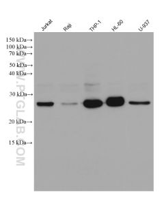 BCL2 Recombinant monoclonal antibody proteintech 80313-1-RR