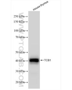 TCB1 Recombinant monoclonal antibody proteintech 84878-5-RR