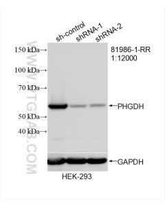 PHGDH Recombinant monoclonal antibody proteintech 81986-1-RR