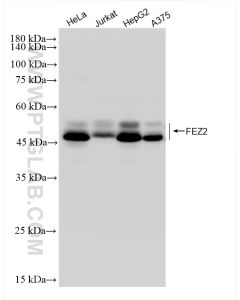 FEZ2 Recombinant monoclonal antibody proteintech 83407-7-RR
