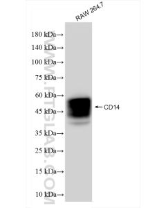 CD14 Recombinant monoclonal antibody proteintech 83297-8-RR