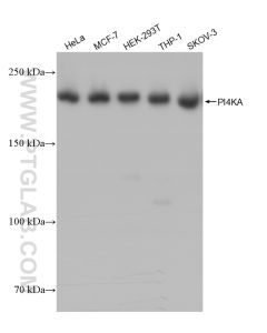 PI4KA Recombinant monoclonal antibody proteintech 82938-1-RR