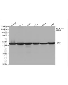 ENO1 Recombinant monoclonal antibody proteintech 81478-1-RR