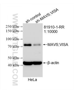 MAVS; VISA Recombinant monoclonal antibody proteintech 81910-1-RR
