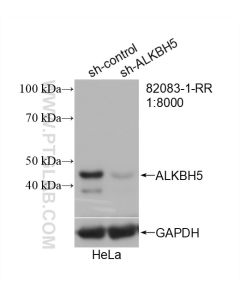 ALKBH5 Recombinant monoclonal antibody proteintech 82083-1-RR