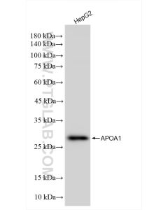 Apolipoprotein AI Recombinant monoclonal antibody proteintech 83504-1-RR