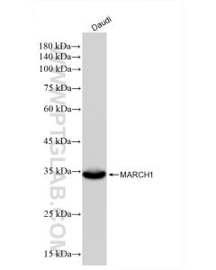 MARCH1 Recombinant monoclonal antibody proteintech 85308-2-RR