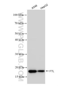 FTL Recombinant monoclonal antibody proteintech 81166-3-RR