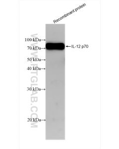 IL-12 p70 Recombinant monoclonal antibody proteintech 83094-1-RR