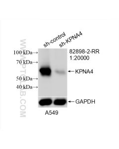 KPNA4 Recombinant monoclonal antibody proteintech 82898-2-RR