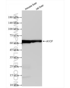 A1CF Recombinant monoclonal antibody proteintech 84322-4-RR