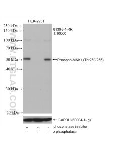 Phospho-MNK1 (Thr250/255) Recombinant monoclonal antibody proteintech 81398-1-RR