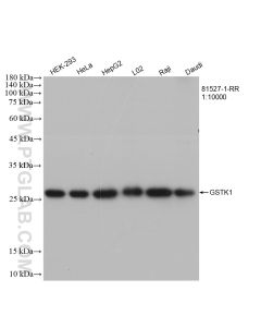 GSTK1 Recombinant monoclonal antibody proteintech 81527-1-RR