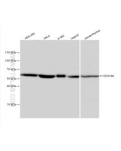 DDX19A Recombinant monoclonal antibody proteintech 83106-1-RR
