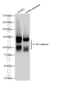VE-cadherin/CD144 Recombinant monoclonal antibody proteintech 83766-2-RR