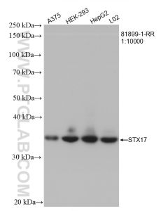 STX17 Recombinant monoclonal antibody proteintech 81899-1-RR