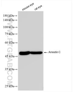 Arrestin C Recombinant monoclonal antibody proteintech 85067-5-RR