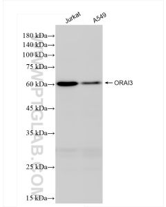 ORAI3 Recombinant monoclonal antibody proteintech 84340-2-RR