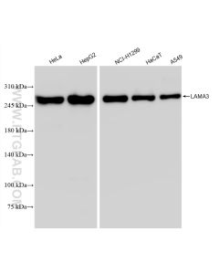 LAMA3 Recombinant monoclonal antibody proteintech 83210-2-RR