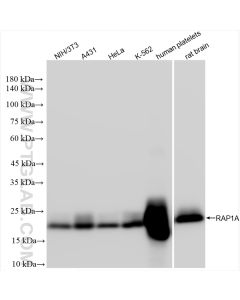 RAP1A Recombinant monoclonal antibody proteintech 83708-2-RR
