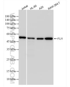 FLI1 Recombinant monoclonal antibody proteintech 85931-1-RR