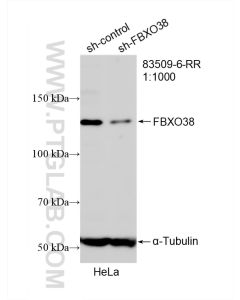 FBXO38 Recombinant monoclonal antibody proteintech 83509-6-RR