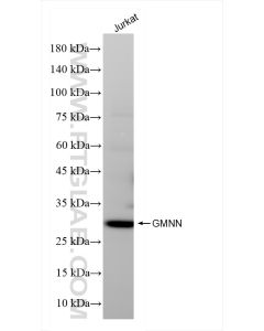 Geminin Recombinant monoclonal antibody proteintech 84199-2-RR