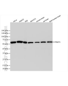 PRMT5 Recombinant monoclonal antibody proteintech 82750-3-RR
