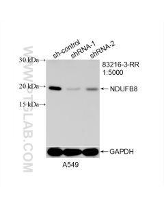 NDUFB8 Recombinant monoclonal antibody proteintech 83216-3-RR
