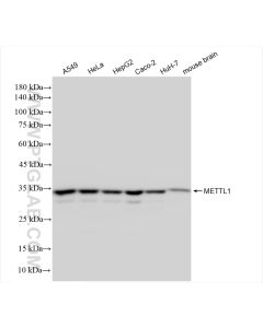 METTL1 Recombinant monoclonal antibody proteintech 84272-1-RR