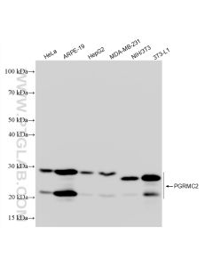 PGRMC2 Recombinant monoclonal antibody proteintech 86835-1-RR