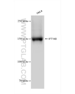 IFT140 Recombinant monoclonal antibody proteintech 82947-7-RR