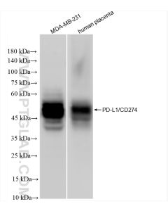 PD-L1/CD274 Recombinant monoclonal antibody proteintech 83600-2-RR