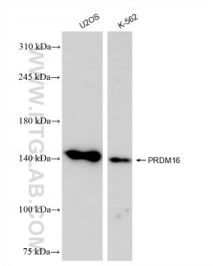 PRDM16 Recombinant monoclonal antibody proteintech 83872-1-RR