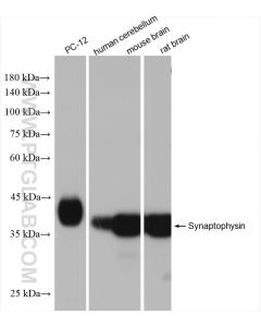 Synaptophysin Recombinant monoclonal antibody proteintech 82900-1-RR