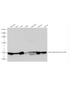 Mono-Methyl-Histone H3 (Lys36) Recombinant monoclonal antibody proteintech 82825-2-RR