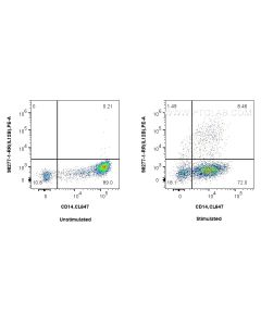 Anti-Human IL-12/IL-23 p40 Rabbit Recombinant Antibody proteintech 98277-1-RR