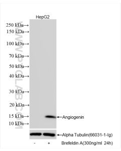Angiogenin Recombinant monoclonal antibody proteintech 85635-1-RR