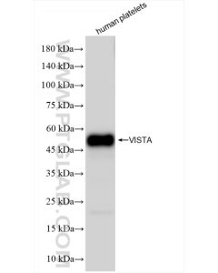 VISTA Recombinant monoclonal antibody proteintech 83919-4-RR